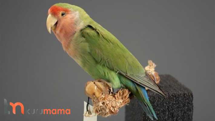 papağan bakımı ve özellikleri