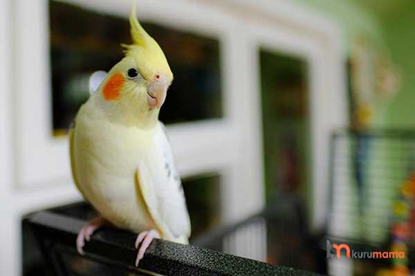 sultan papağanı ve özellikleri