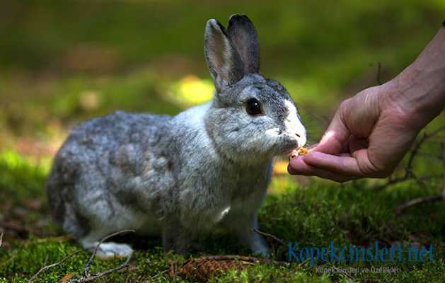 tavşan nasıl beslenir