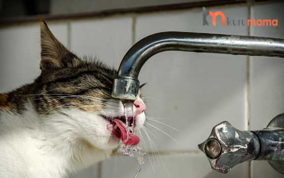kedilerin su ihtiyacı