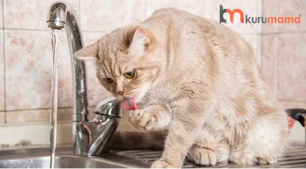 kedilerin su ihtiyacı