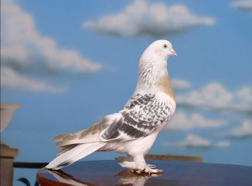 Azman beyaz güvercin