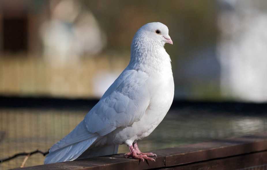 Bango beyaz güvercin