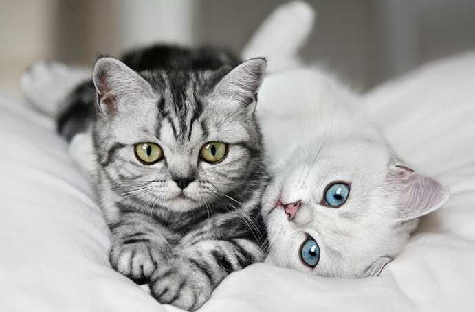 Kedi Maması İçerisinde Neler Var?