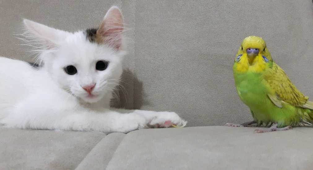 Kediler ve Kuşlar