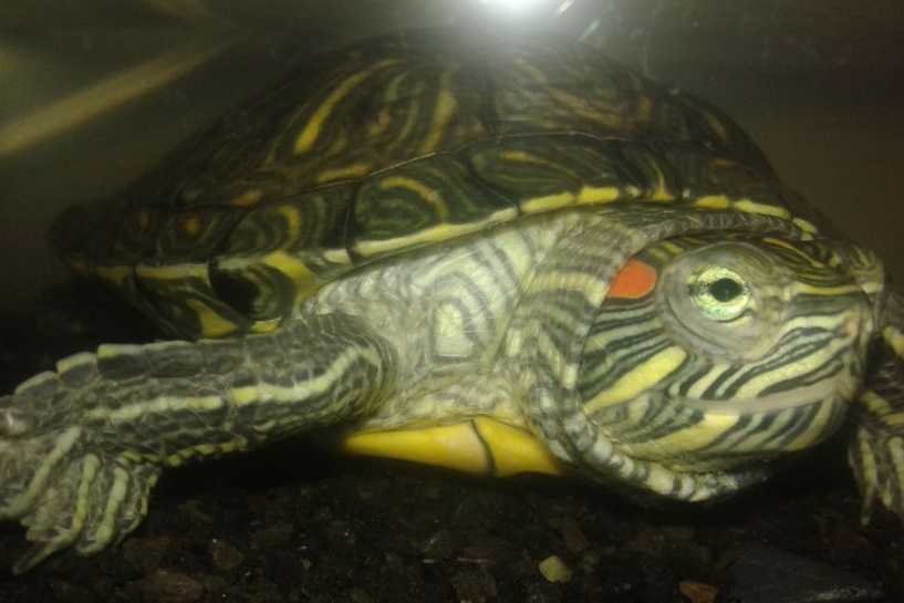 Kırmızı Yanaklı Kaplumbağa