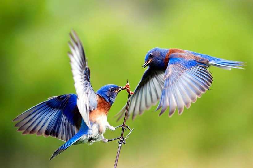 Kuş beslemenin faydaları