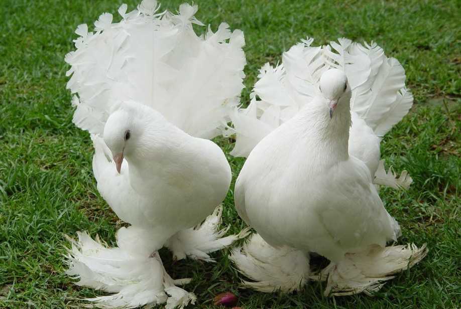 Selçuklu beyaz güvercin