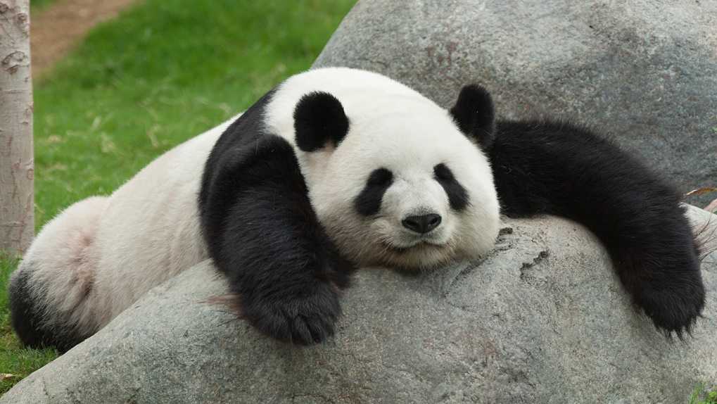 Çin’de panda öldürmenin cezası idamdır.