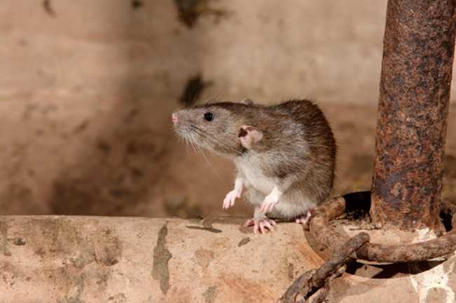 Lağım faresi (sıçan)