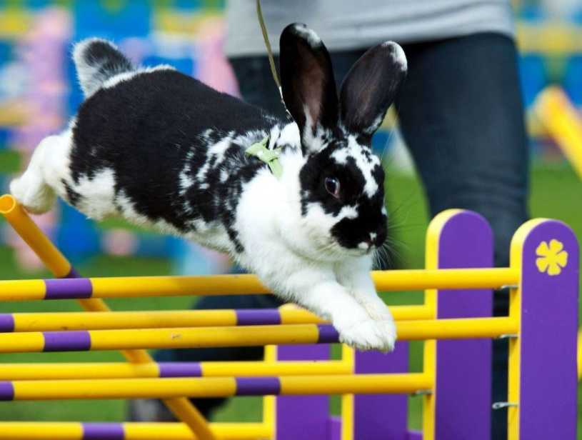 İsveç’te “Kaninhoppning” adı verilen bir yarışmada tavşan sıçrama yarışı düzenlenir