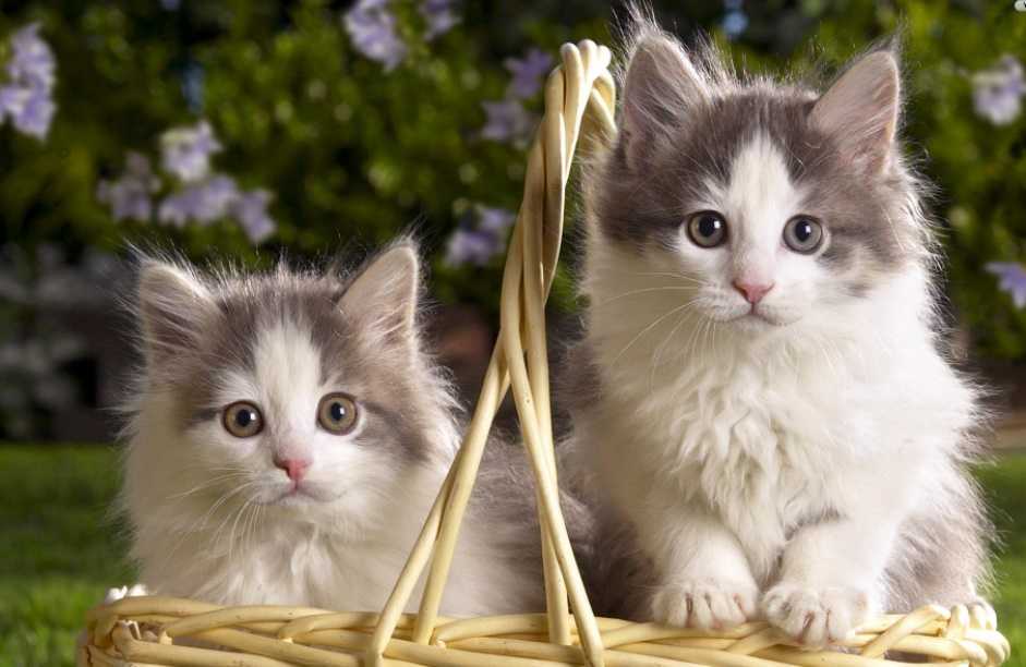 Dişi kedi kısırlaştırma