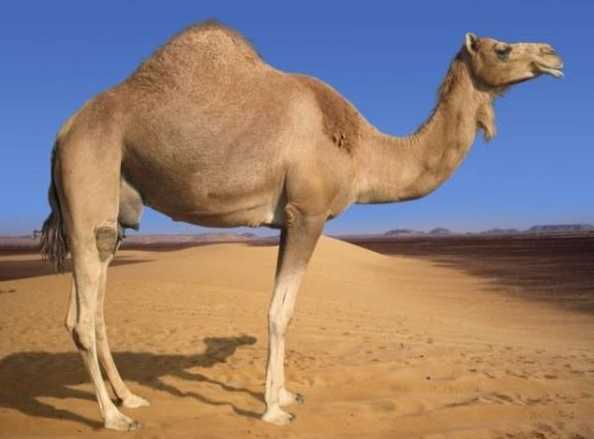 Evcil tek hörgüçlü deve