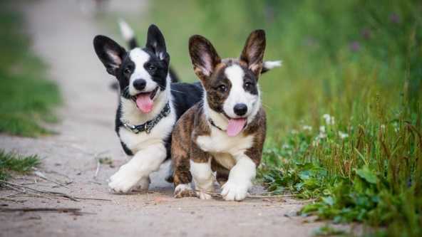 Acana yavru köpek maması