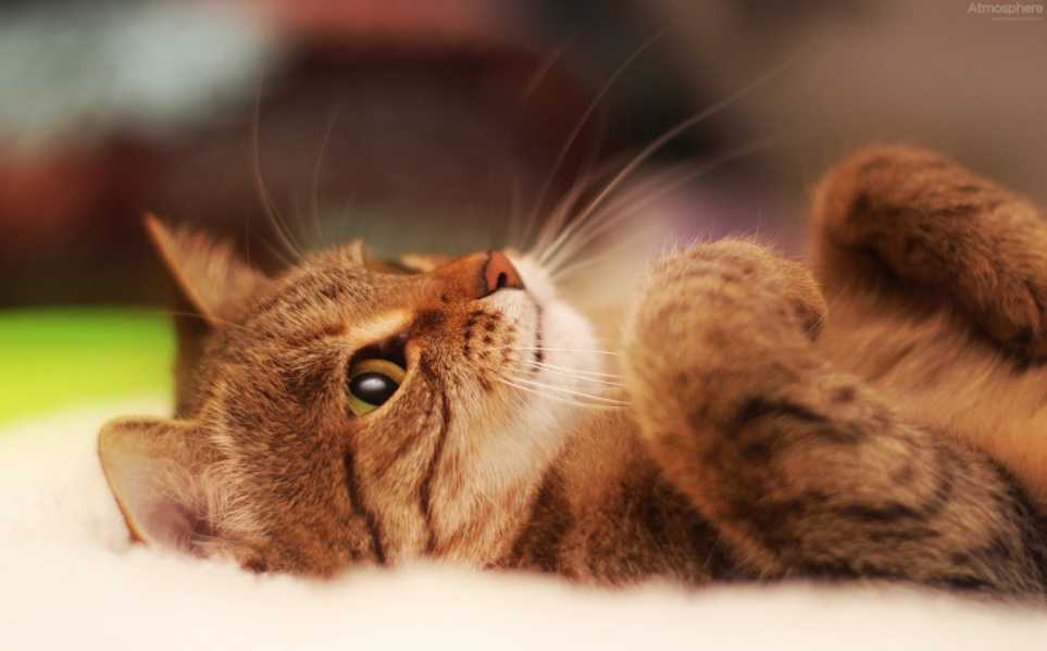 En Güzel kedi resimleri 15