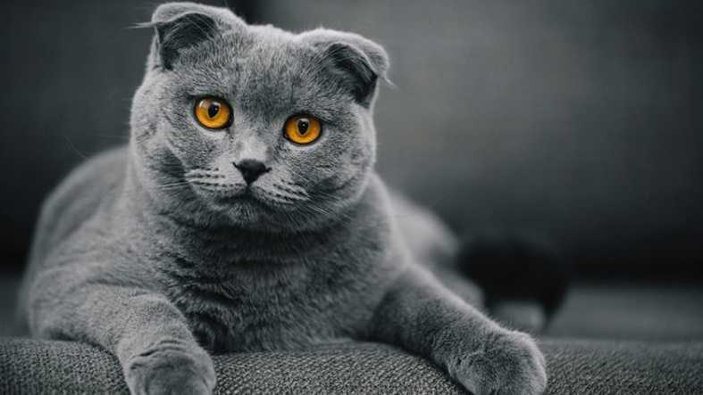 En Güzel kedi resimleri 17