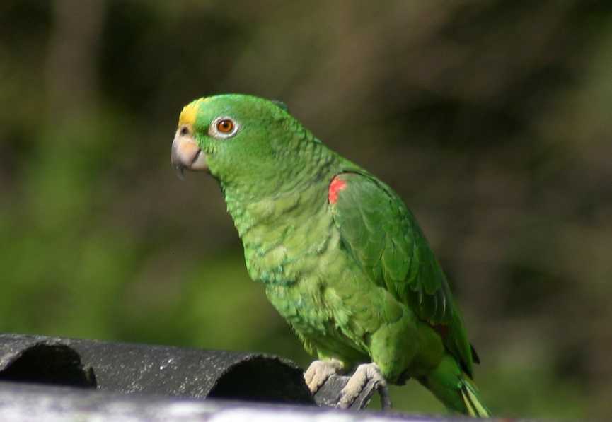 Sarı alınlı Amazon Papağanı