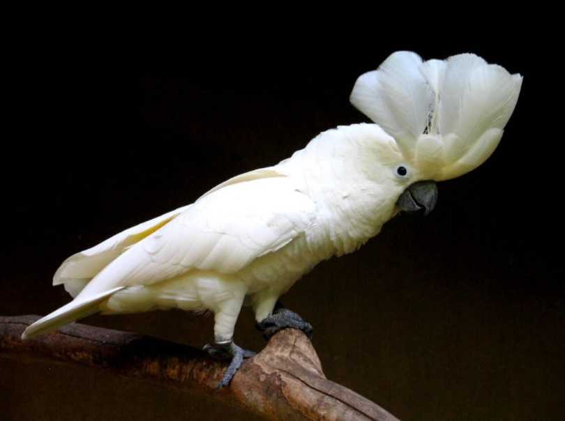 Şemsiye Kakadu Papağanı