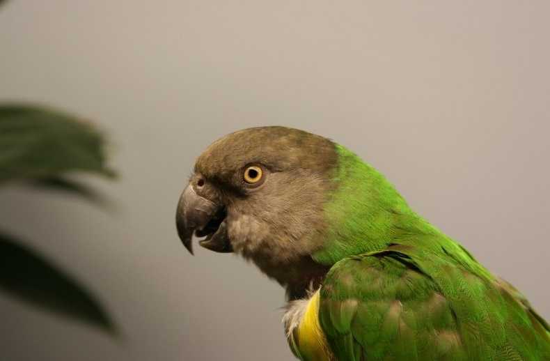 Şengal Papağanı