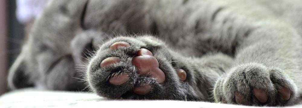 Kedi Tırnağı Normal Tırnak Makasıyla Kesilir Mi