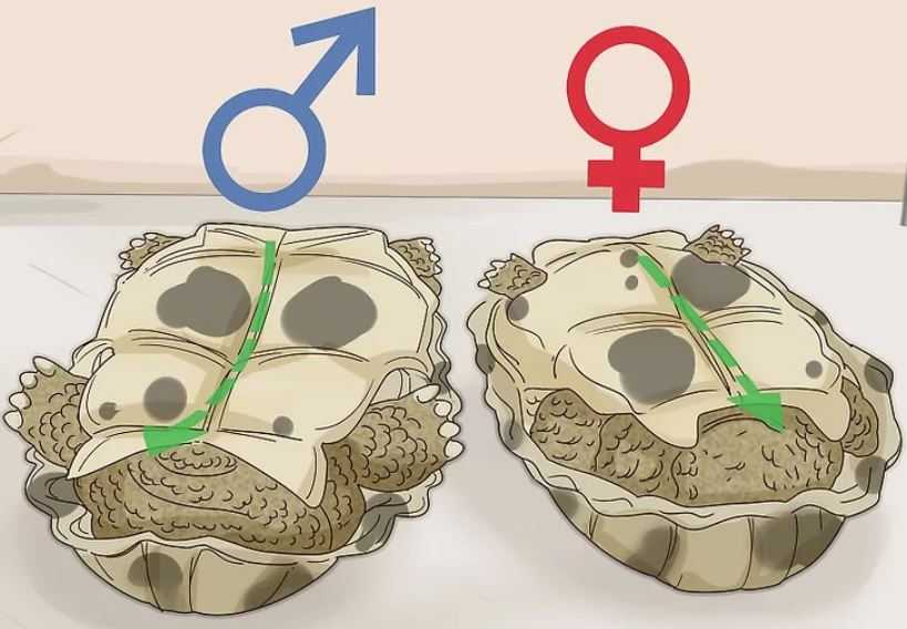 kaplumbağa cinsiyeti nasıl anlaşılır