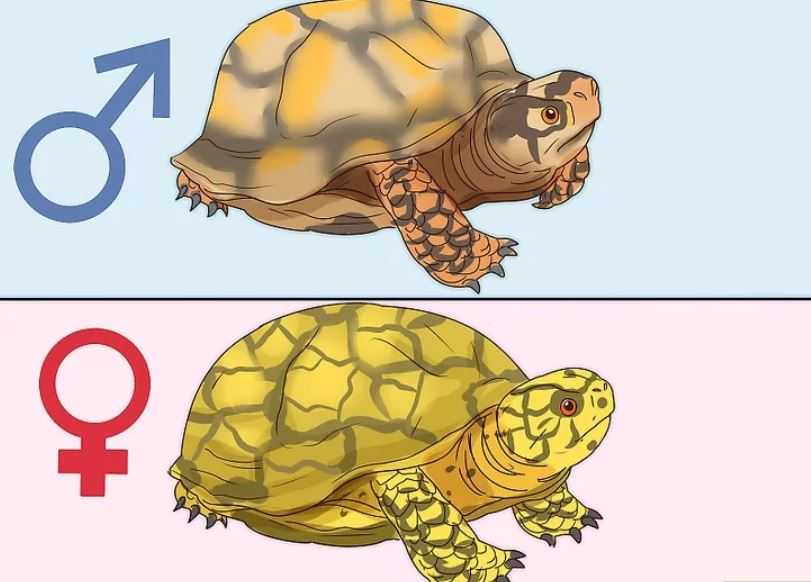 kaplumbağa cinsiyeti nasıl anlaşılır