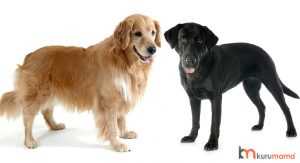 labrador retriever köpek özellikleri