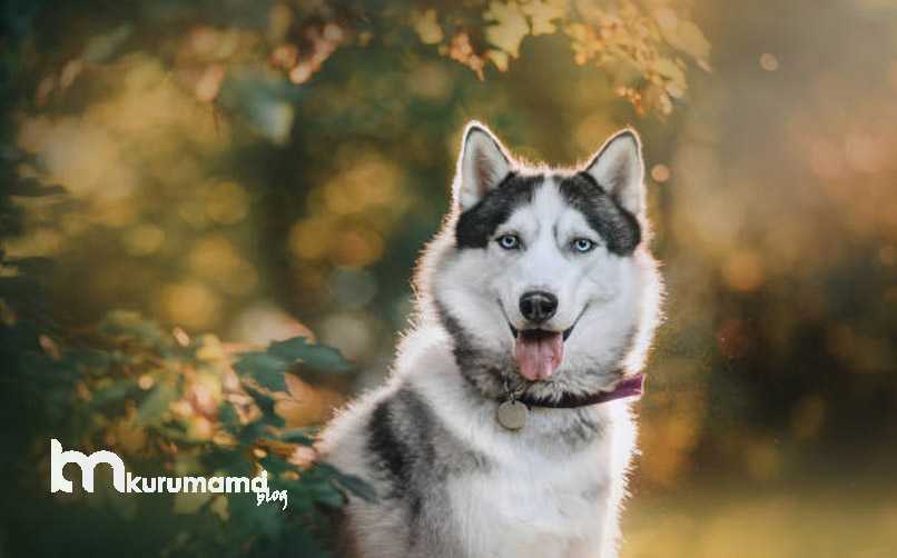 Sibirya Kurdu Bakımı, Kişiliği Ve En Belirgin 10 Özelliği Evcil