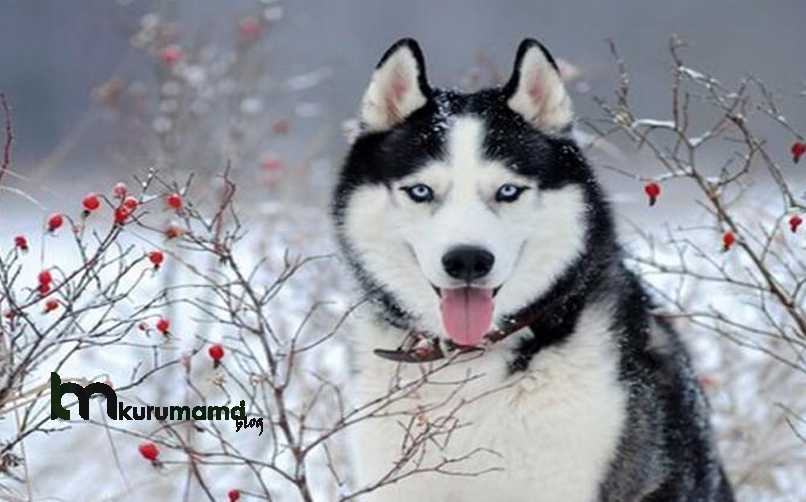 Sibirya Kurdu Köpeği Tüy Bakımı