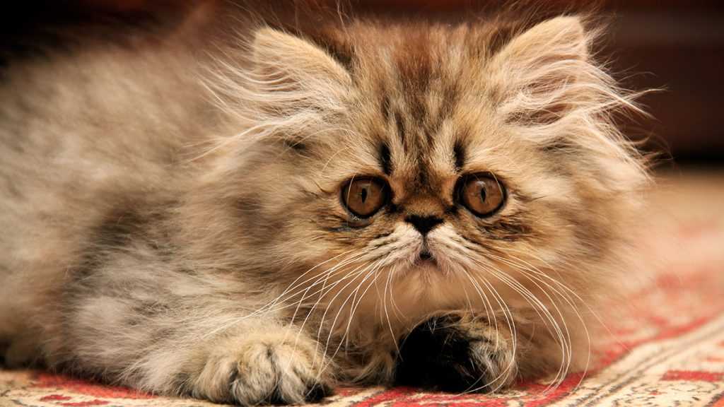 İran (Fars) Kedi Cinsi Bakımı, Kişiliği ve Özellikleri Evcil Hayvan