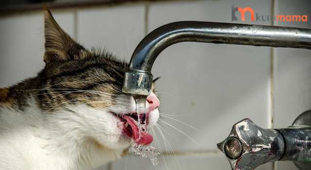 kediler suyu neden sevmez