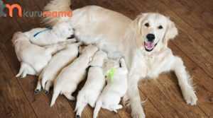köpeklerde hamilelik dönemi