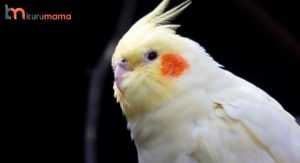 sultan papağanı ve özellikleri