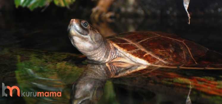 kaplumbağa bakımı