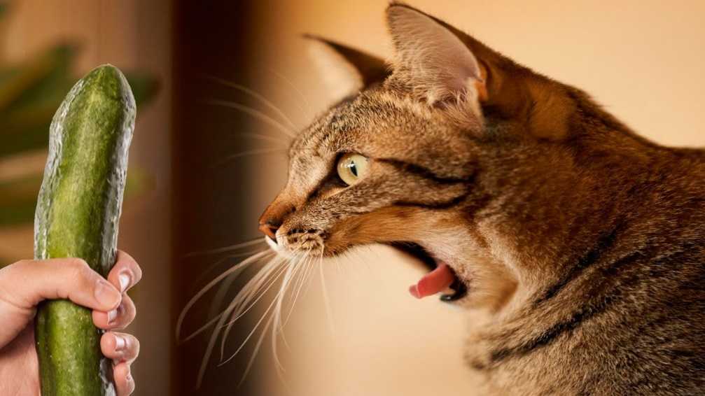 Kedilerin salatalık fobisi Evcil Hayvan Bloğu