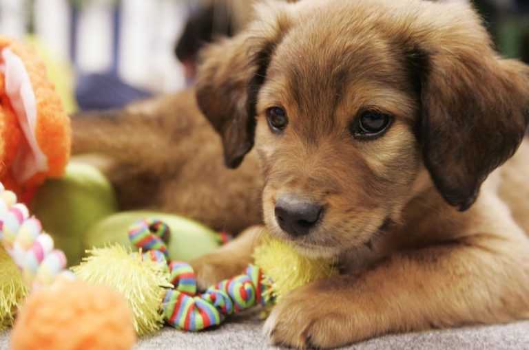 Yavru köpekler hakkında bilmeniz gerekenler Evcil Hayvan Bloğu
