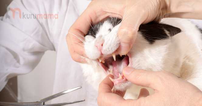kedilerde diş bakımı