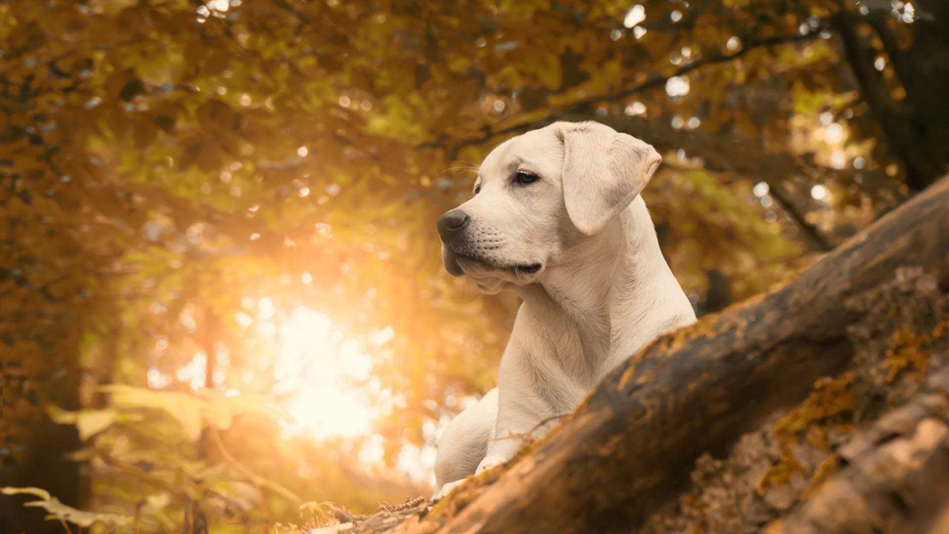 En Güzel Köpek Resimleri Evcil Hayvan Bloğu
