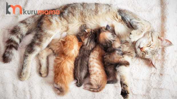 kediler ne kadar hamile kalir evcil hayvan blogu