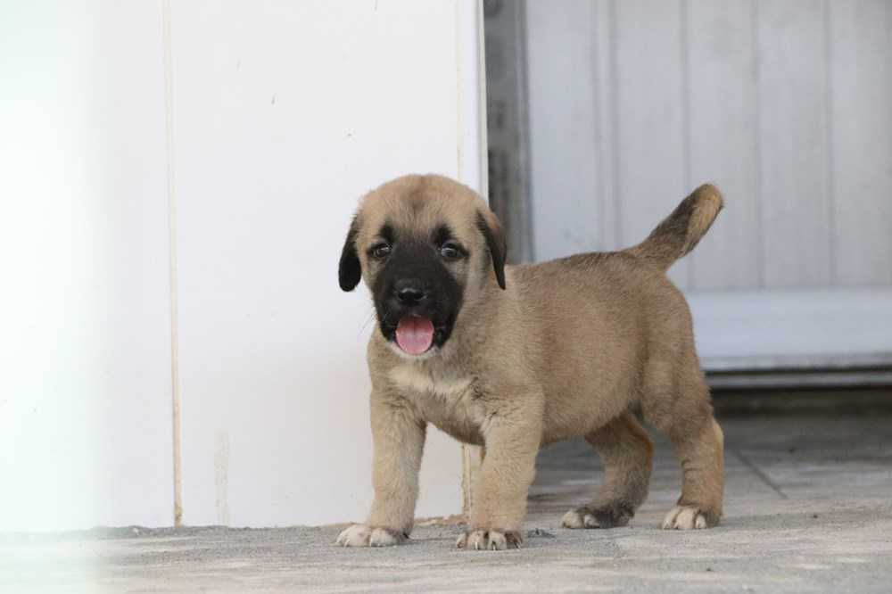 Köpek Eğitmenlerinden 8 Adımda Yavru Köpek Eğitimi Evcil Hayvan Bloğu