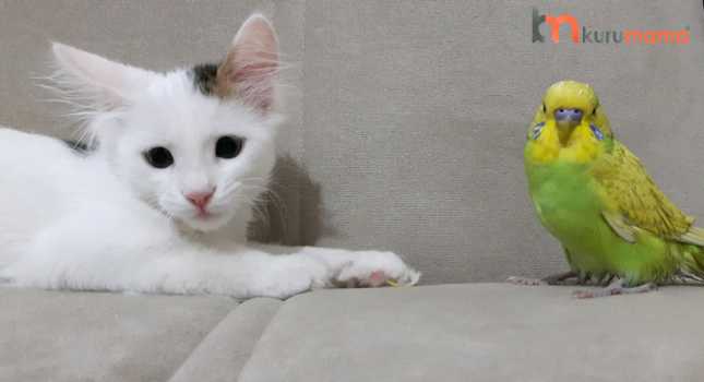 kedi ve kuş aynı evde 