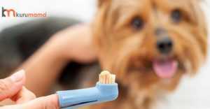 köpeklerde diş bakımı