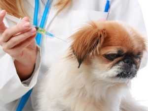 köpeklerde aşı