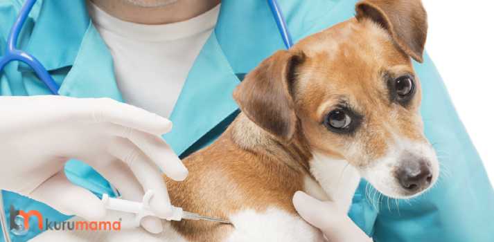 köpek aşıları