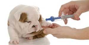 köpeklerde aşı