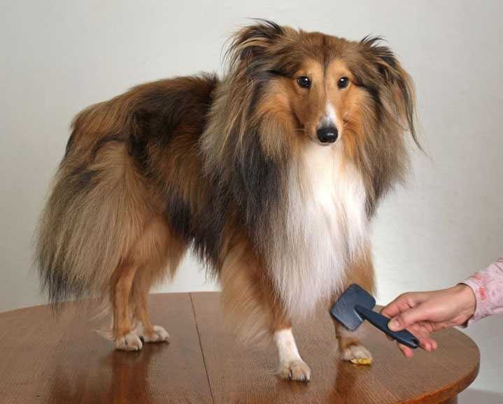 Köpeklerde Tüy Bakımı Nasıl Yapılır? Evcil Hayvan Bloğu