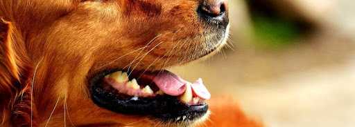 köpek diş yapısı