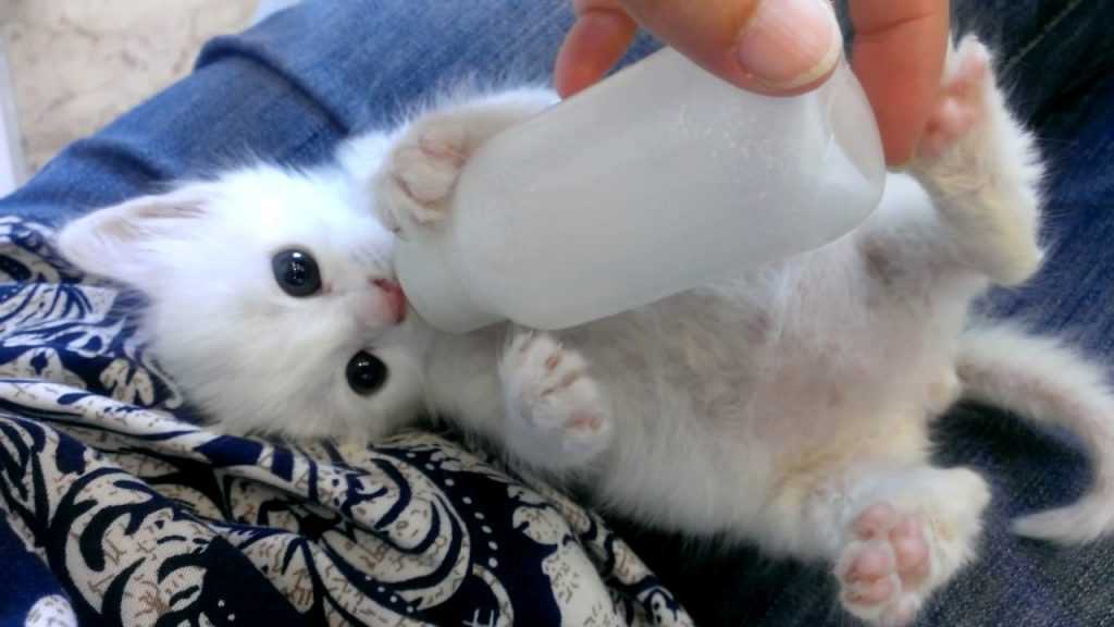 Yavru Kediler İçin Süt Tozu Kullanımı Nasıl Olmalıdır? Evcil Hayvan Bloğu