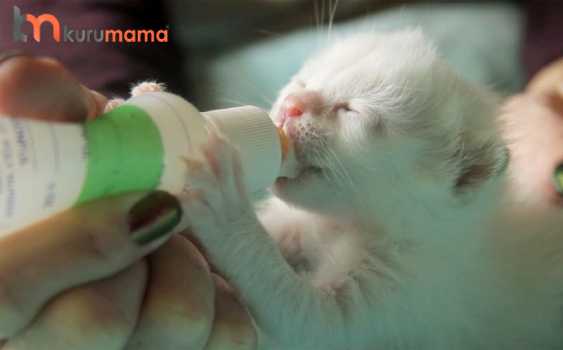 kediler için süt tozu