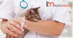 kedilere yaptırılması gereken aşılar